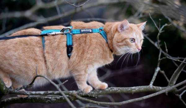 Safety Harness Pro Katzengeschirr ausbruchsicher braun reflektierend